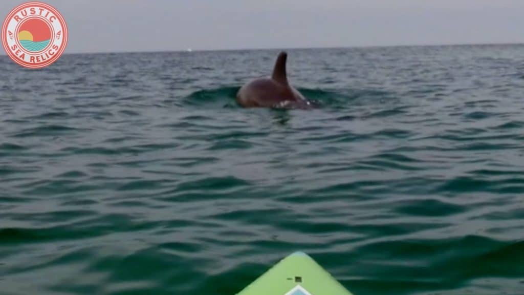 Paddle Boarding with Dolphins