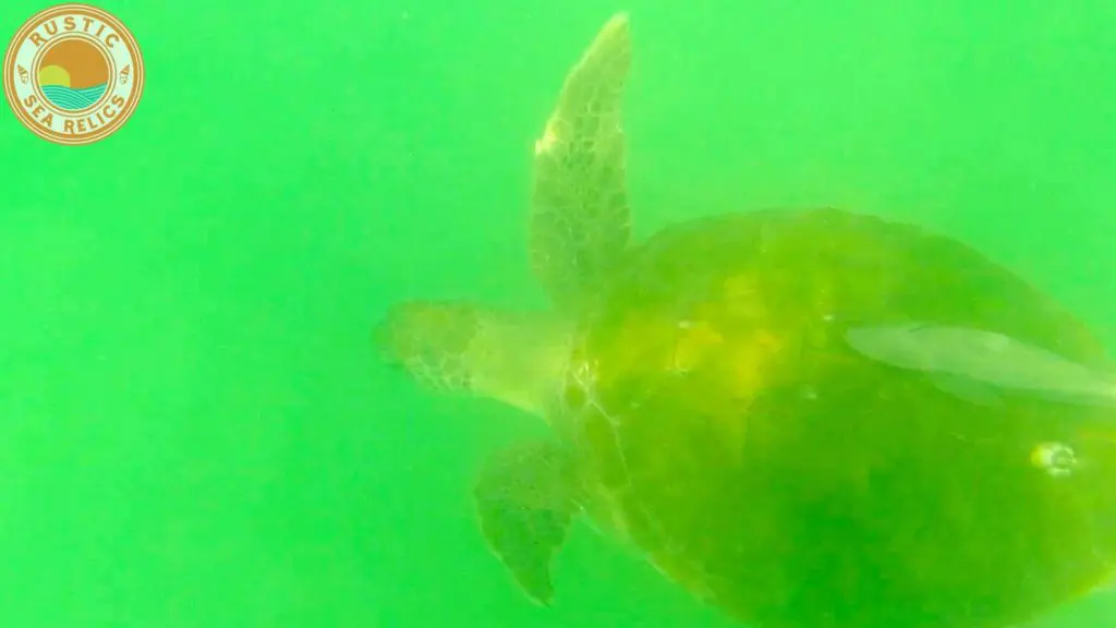 Sea Turtle in Destin Florida