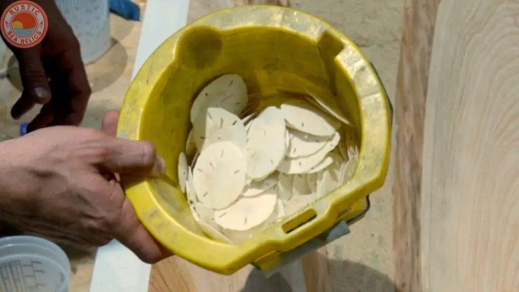 how to clean sand dollars