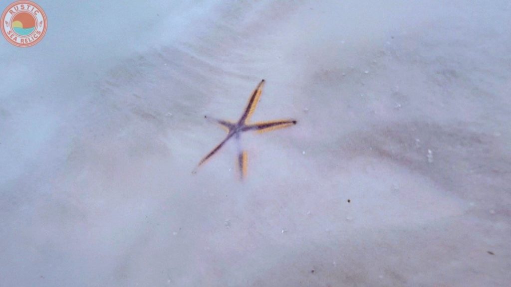 starfish at destin florida beach