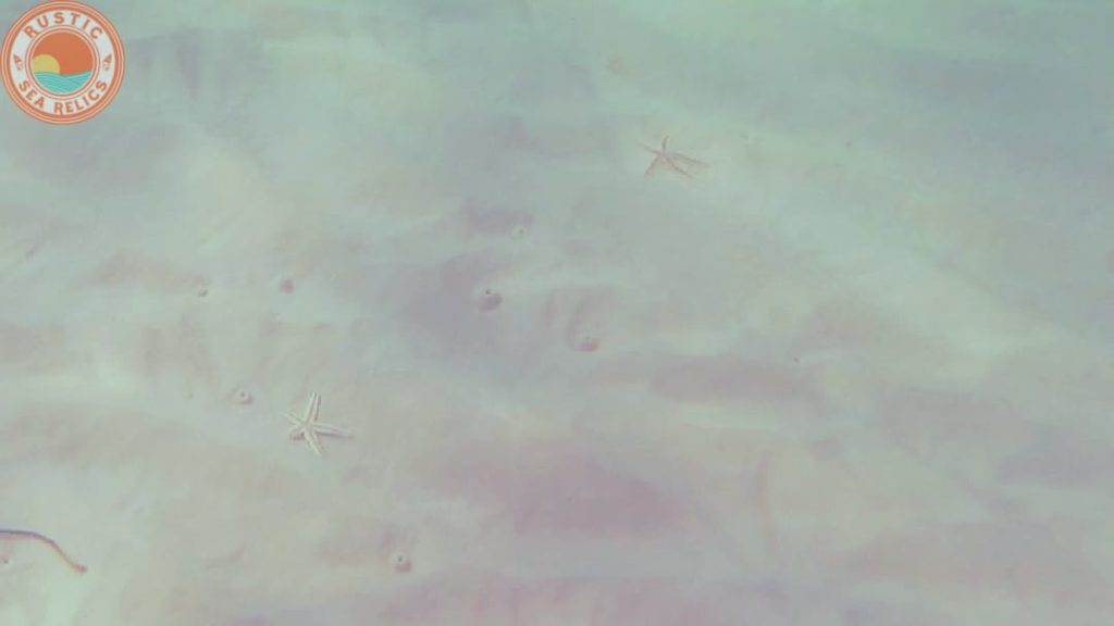 find starfish on the beach