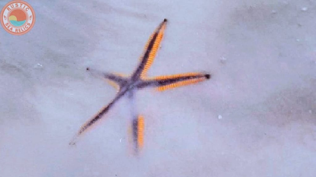 find royal starfish
