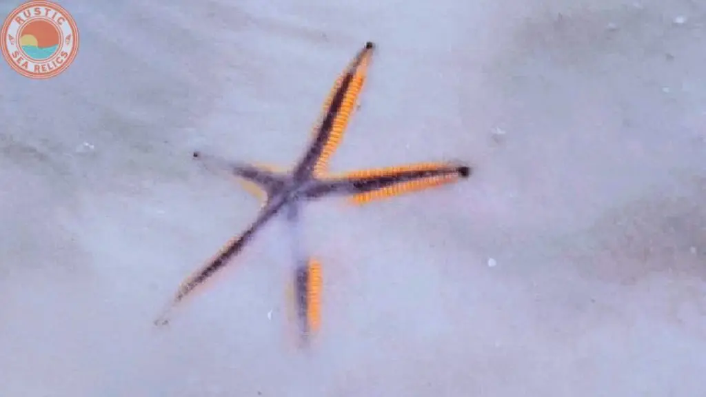 find royal starfish