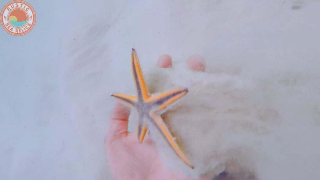 where to find starfish in Florida