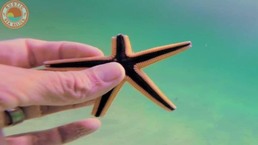 starfish broken arm