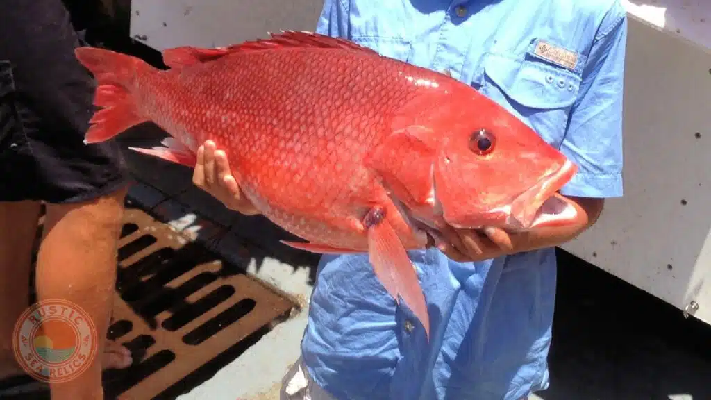 fishing charters in Destin Florida red snapper