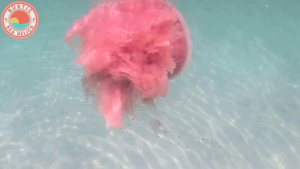 jellyfish at Destin Florida beach
