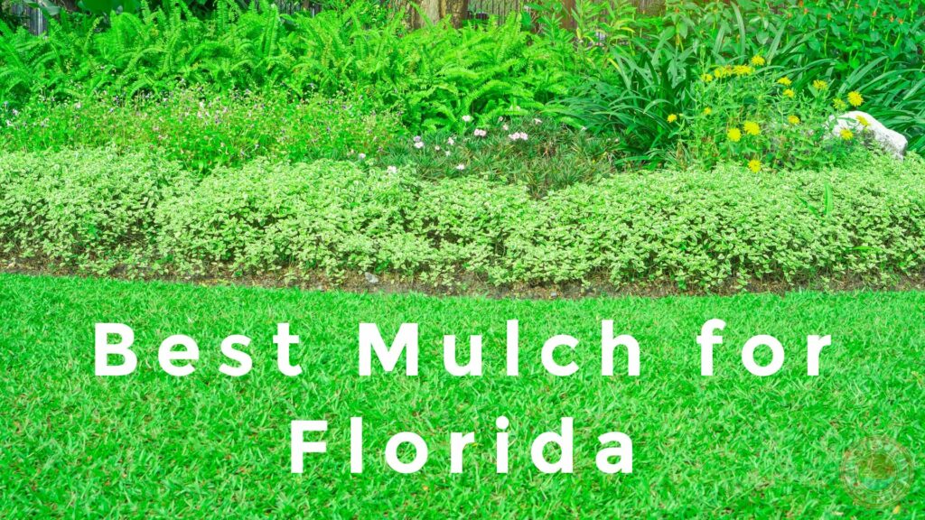 Best Mulch for Florida