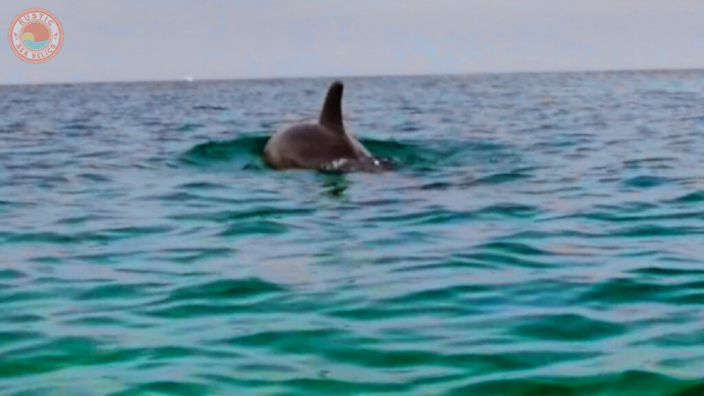 snorkeling destin florida dolphins