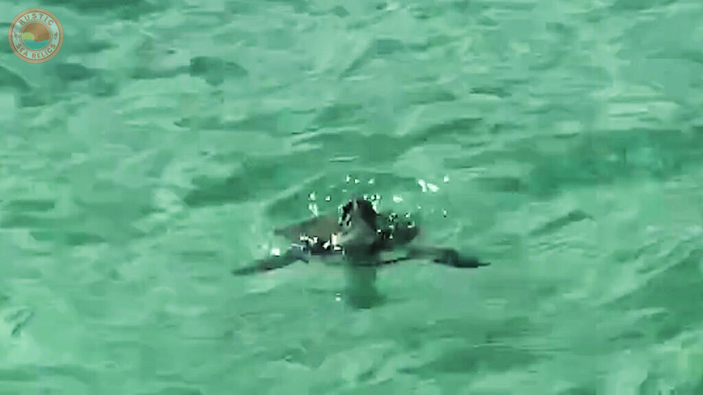 destin jetties sea turtle