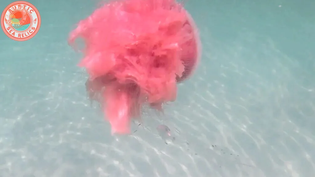 destin florida jellyfish