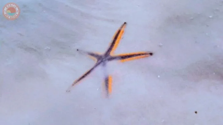 How to Find Starfish in Florida