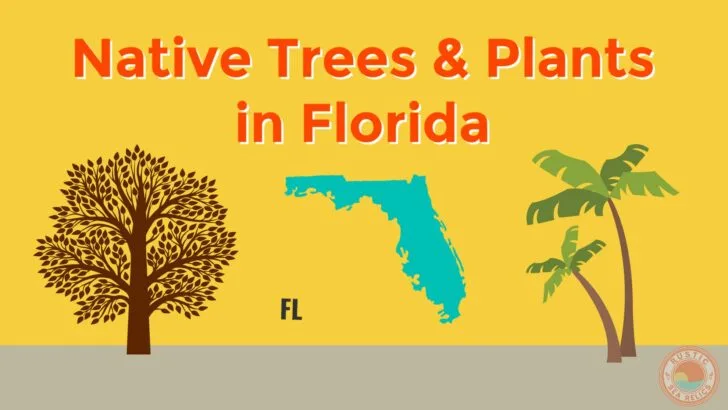 Florida native trees and plants