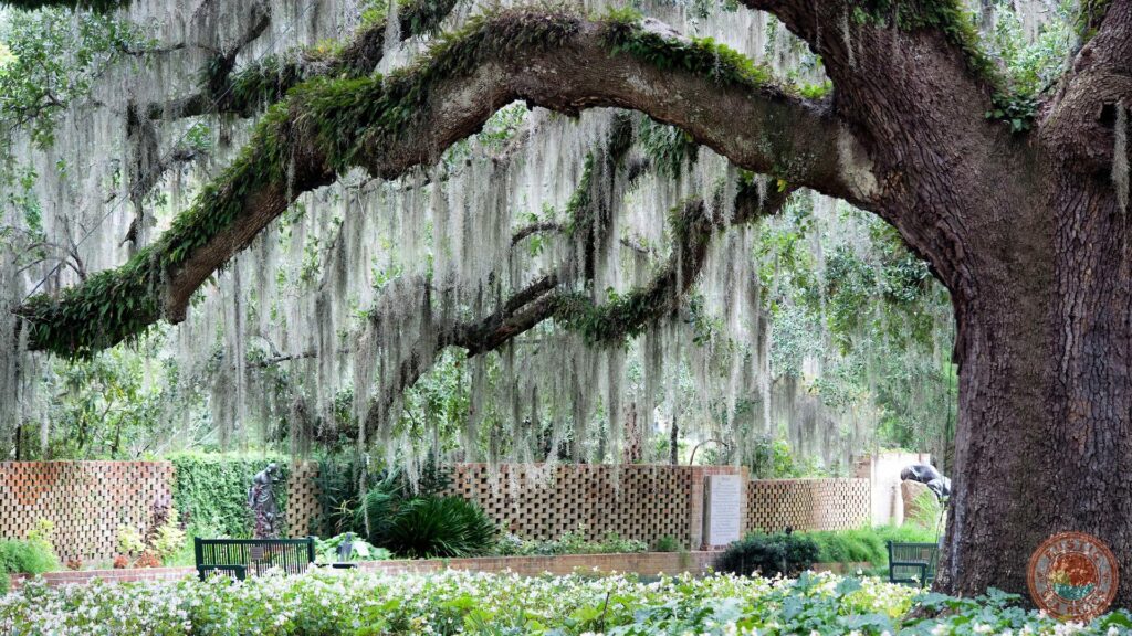 Florida Live Oak Tree Spanish Moss