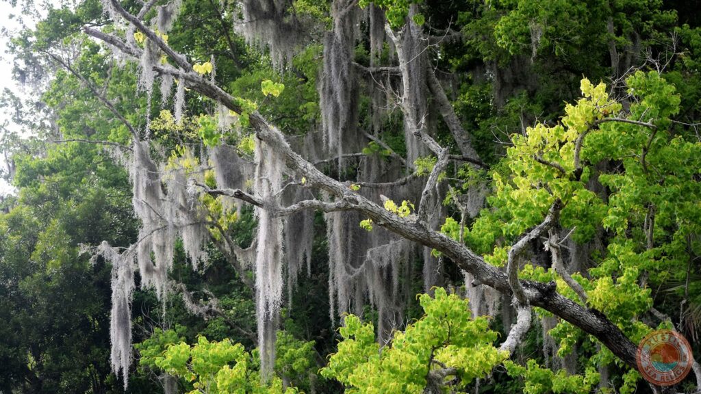Florida Live Oak Tree
