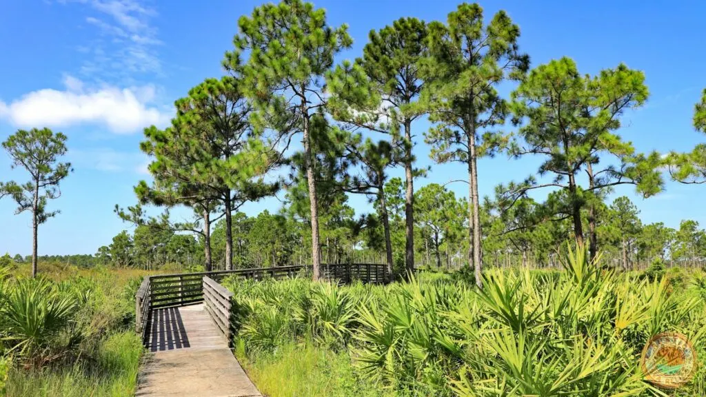 Native Florida Pine Trees