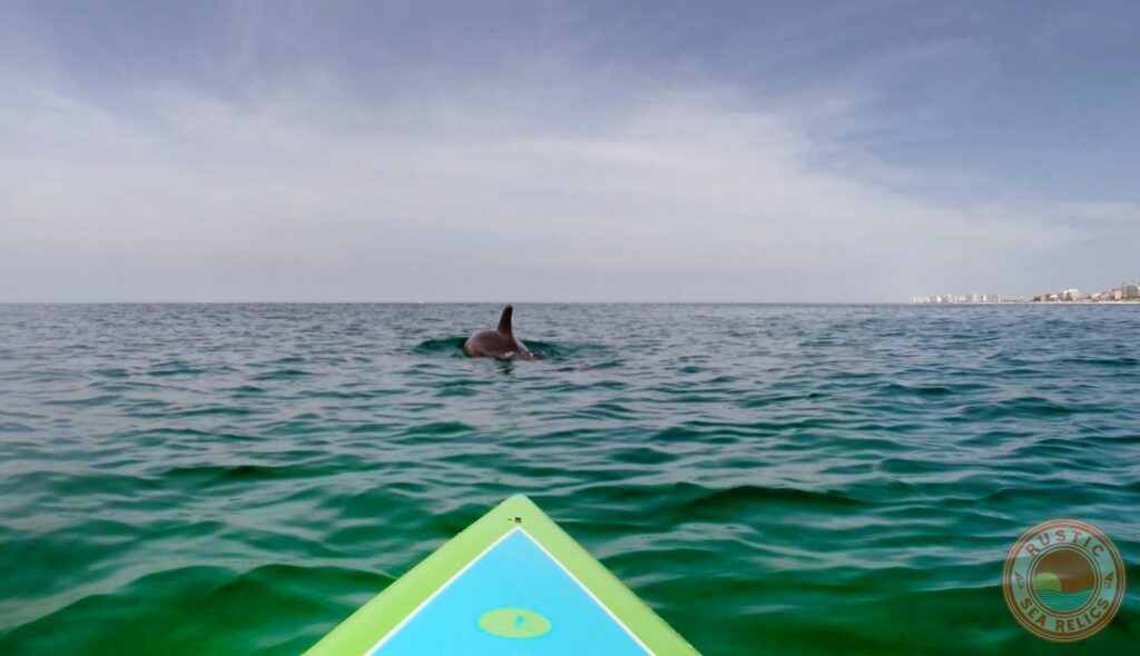 paddle boarding in destin florida with dolphins