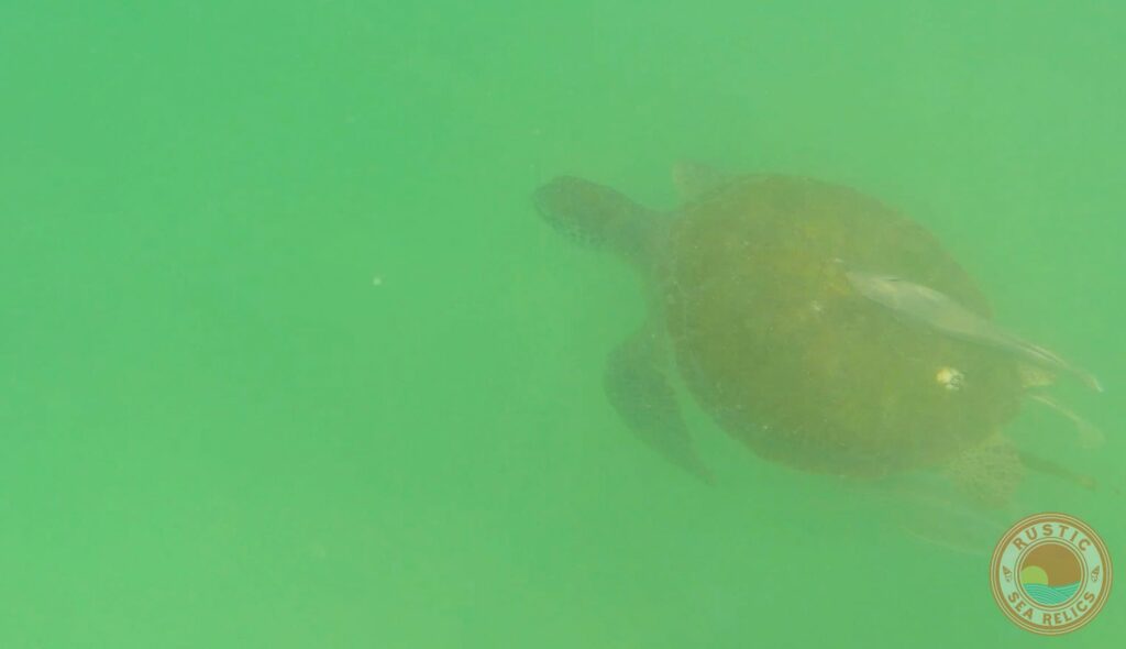 paddle boarding in destin florida with sea turtles