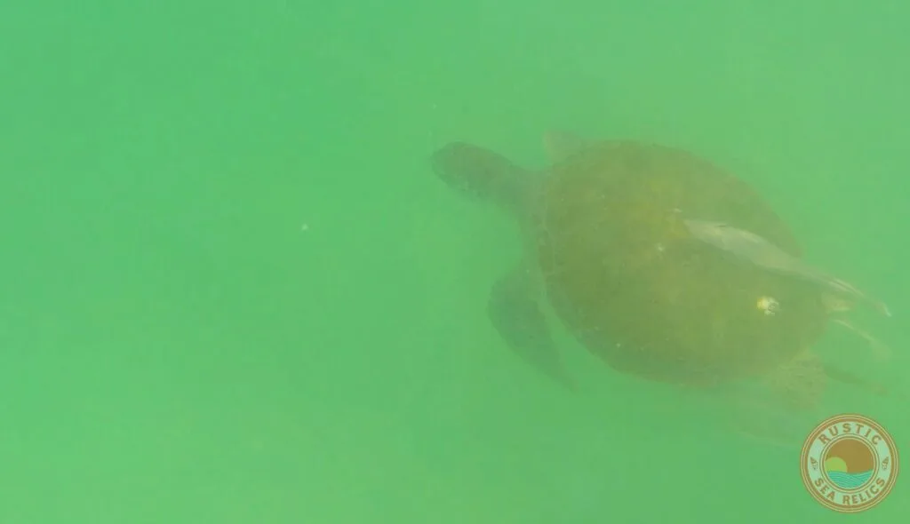 paddle boarding in destin florida with sea turtles