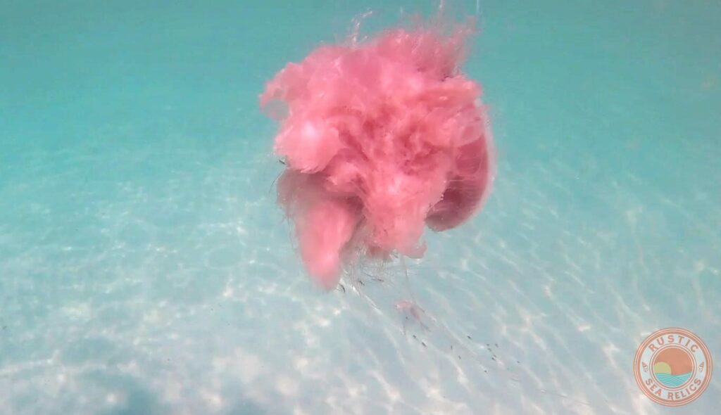 huge jellyfish in Destin Florida