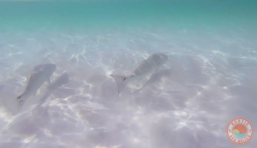 redfish swimming at destin florida beach