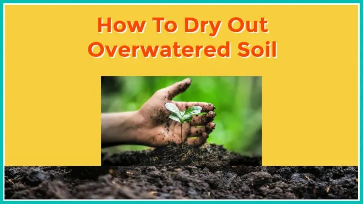 How to Dry Out Overwatered Soil in Florida